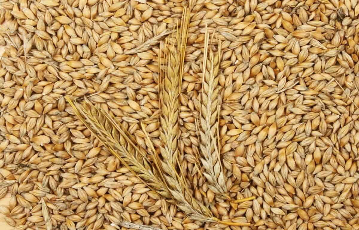 В Украине спрос на фуражный ячмень остается высоким