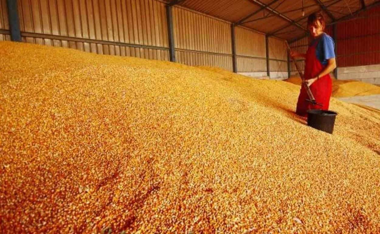 Почему цены на кукурузу в Украине достигли локального максимума