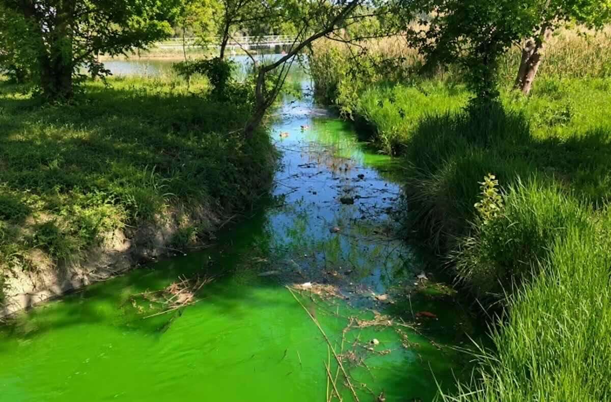 Apă de culoare verde într-un parc din Chișinău. Ce spune Termoelectrica