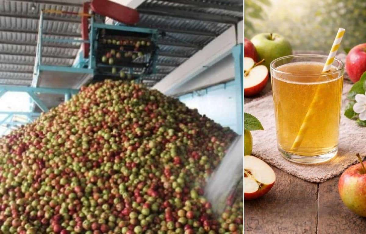 Промышленная переработка яблок: конец сезона с низкими объемами и ценами