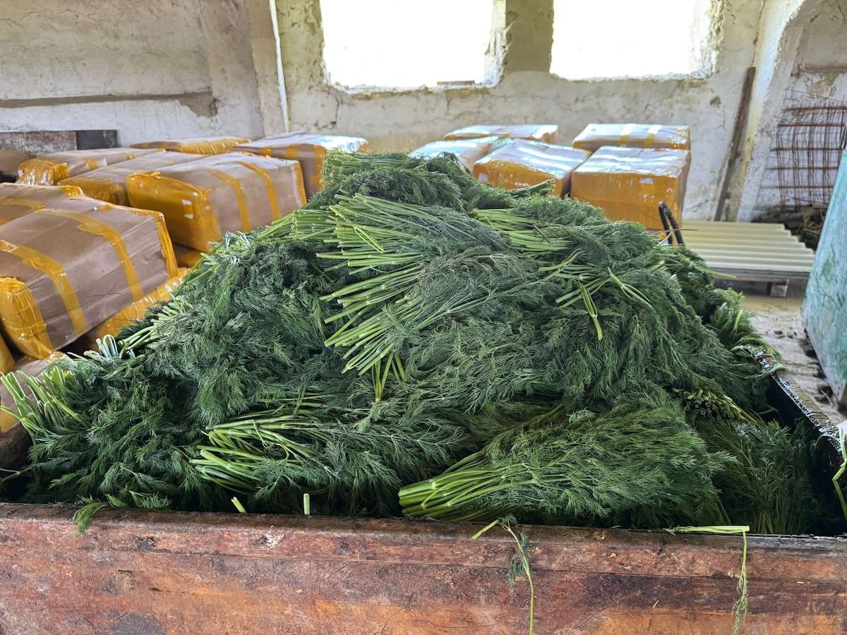 10 tone de mărar de import, distruse după depășirea limitelor de pesticide
