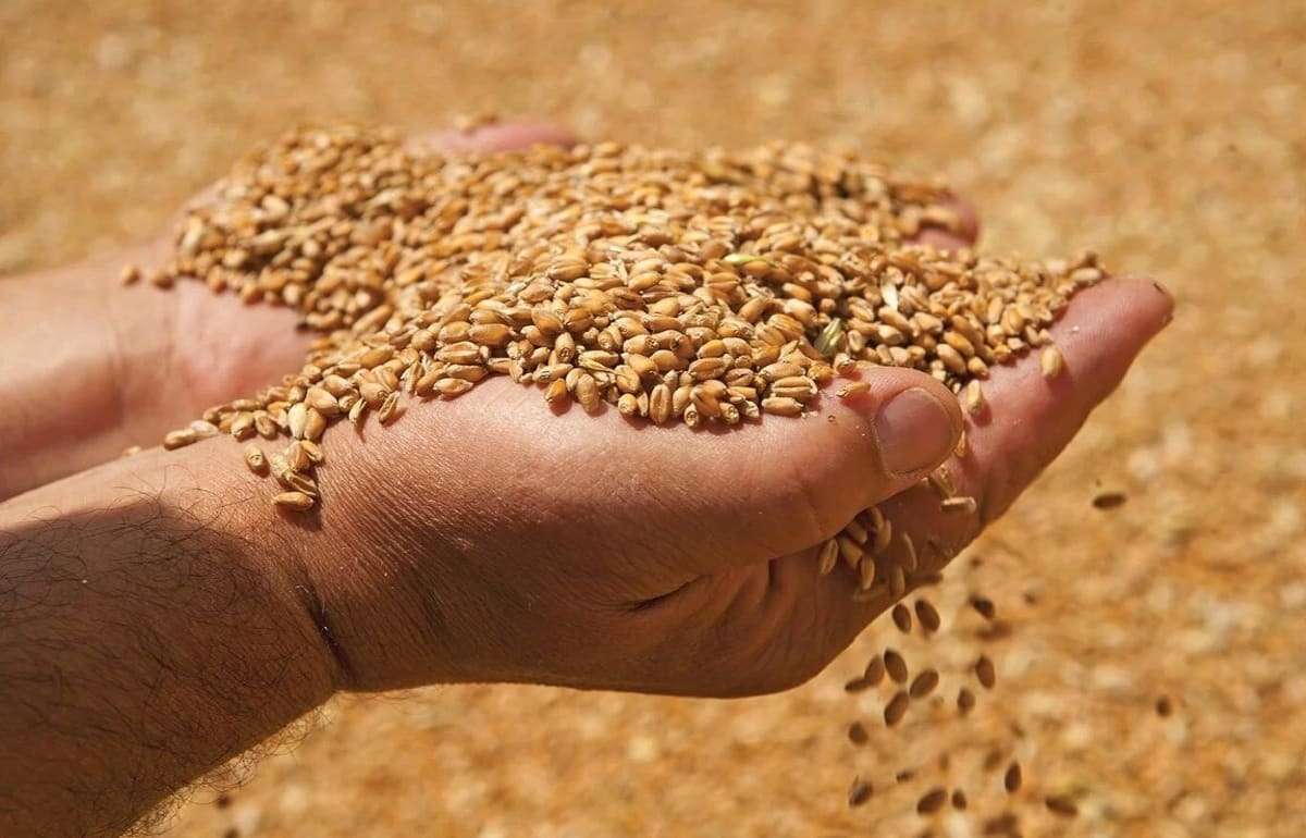 Цены на пшеницу старого и нового урожая практически сравнялись