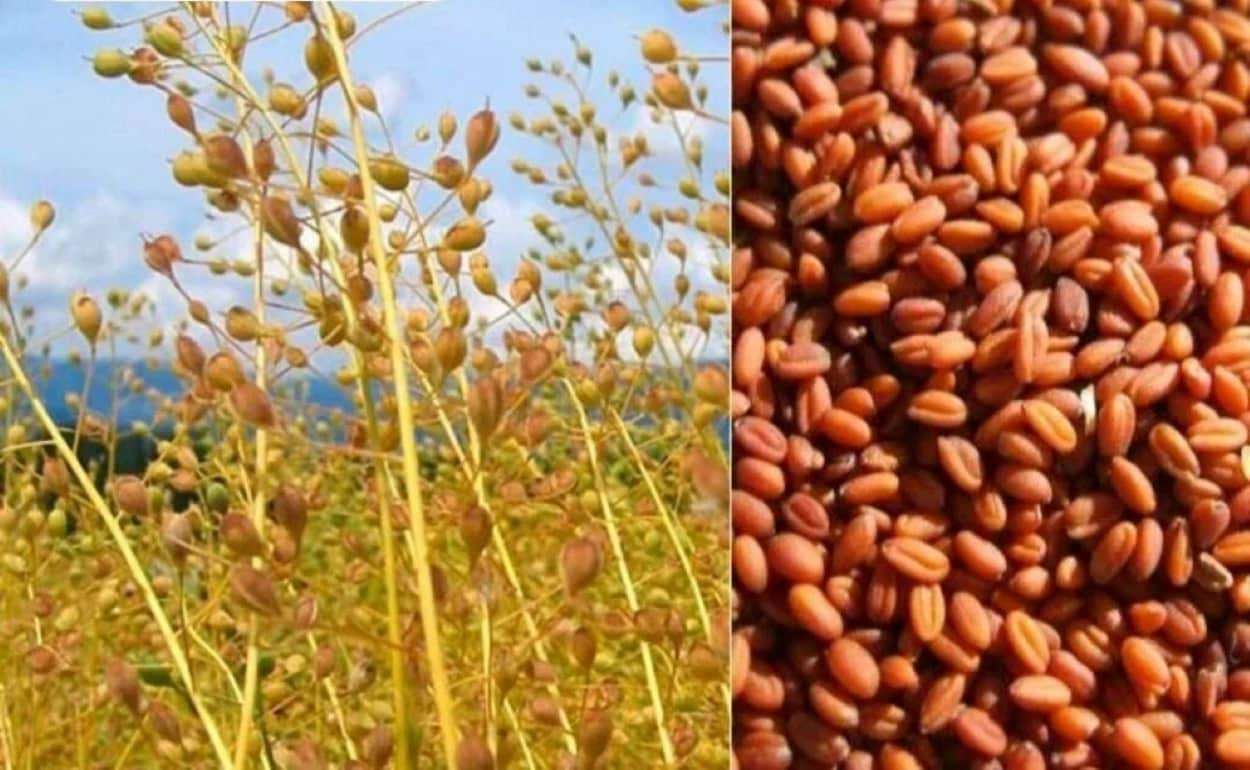 Bayer и BP создали альянс для вывода на рынок биотоплива из рыжика