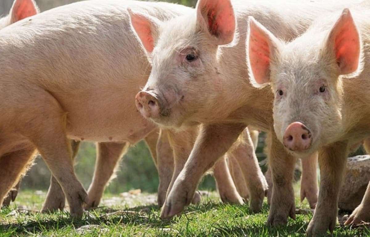АЧС в Европе не отступает: первые вспышки фиксируются в Италии и Словакии