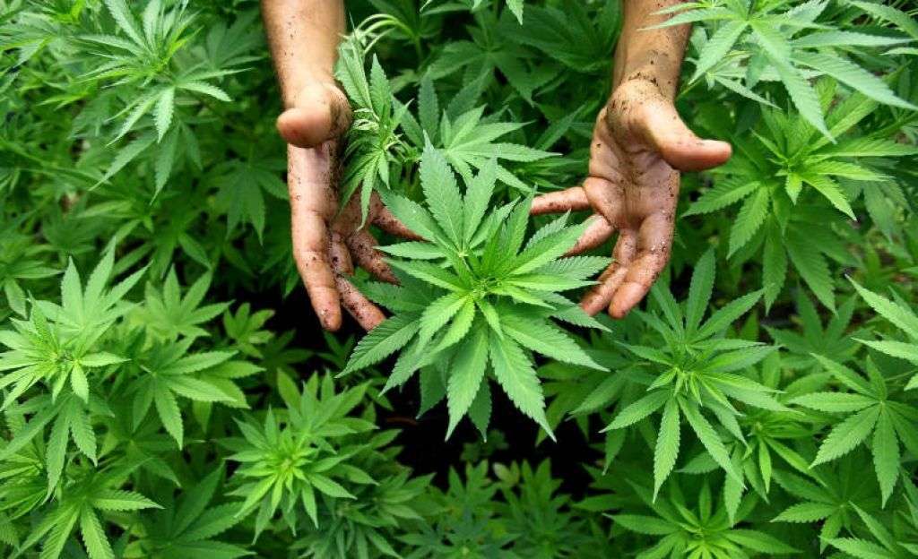 Câte hectare de cânepă industrială vor fi cultivate în acest an
