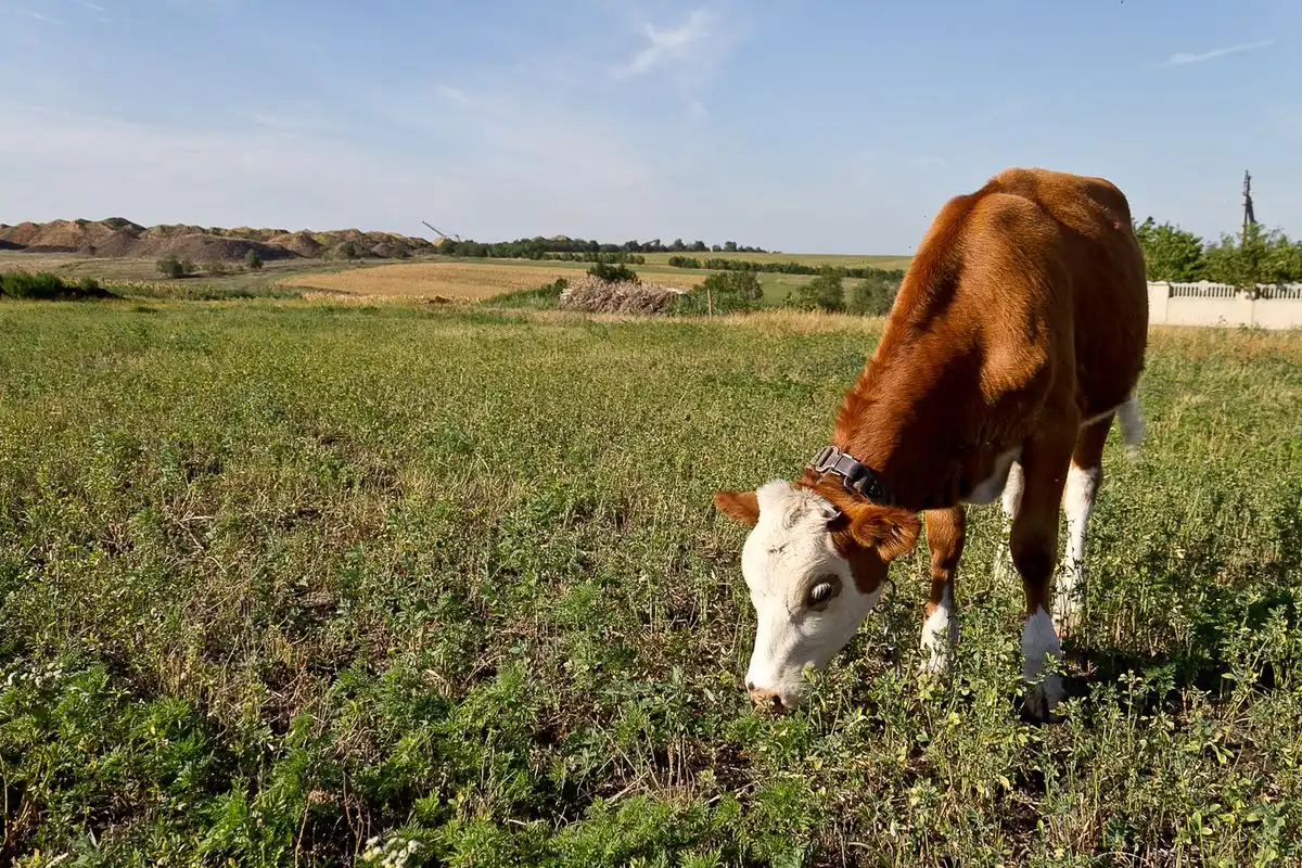 Iată câți bani vor primi anul acesta ieșenii care au ferme de vaci