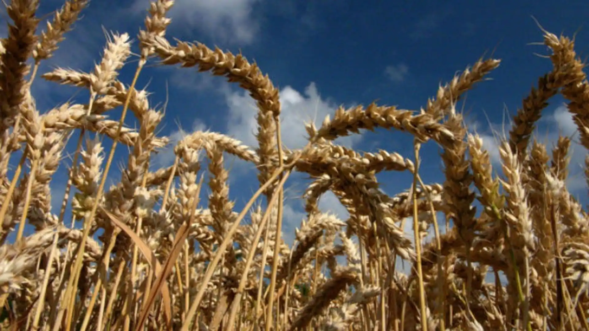 FAO обнародовала первый прогноз мирового производства пшеницы в 2020 году