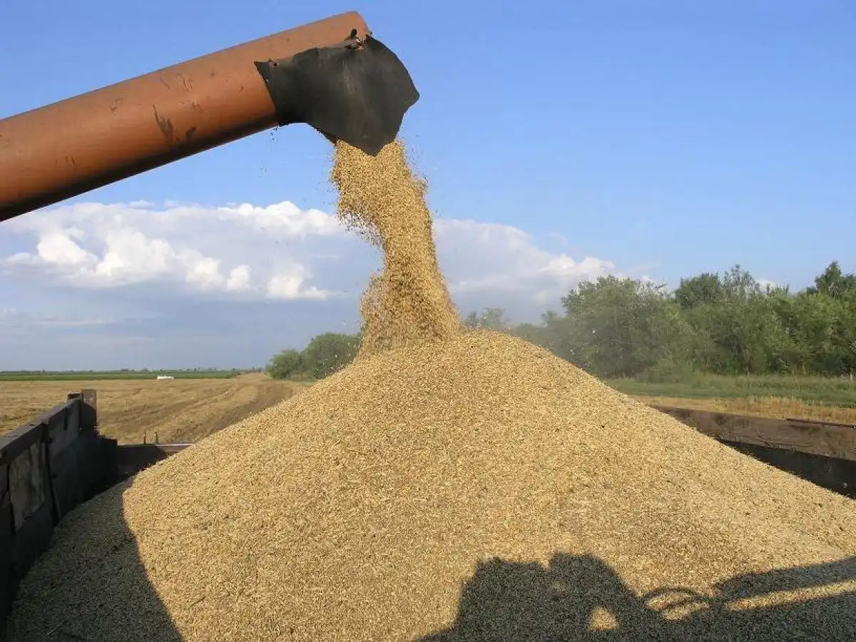 Международные цены снизились на все основные зерновые культуры — FAO