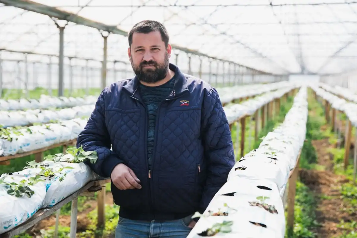 Un agricultor vine pe piață cu căpșuni produse pe substrat din nucă de cocos