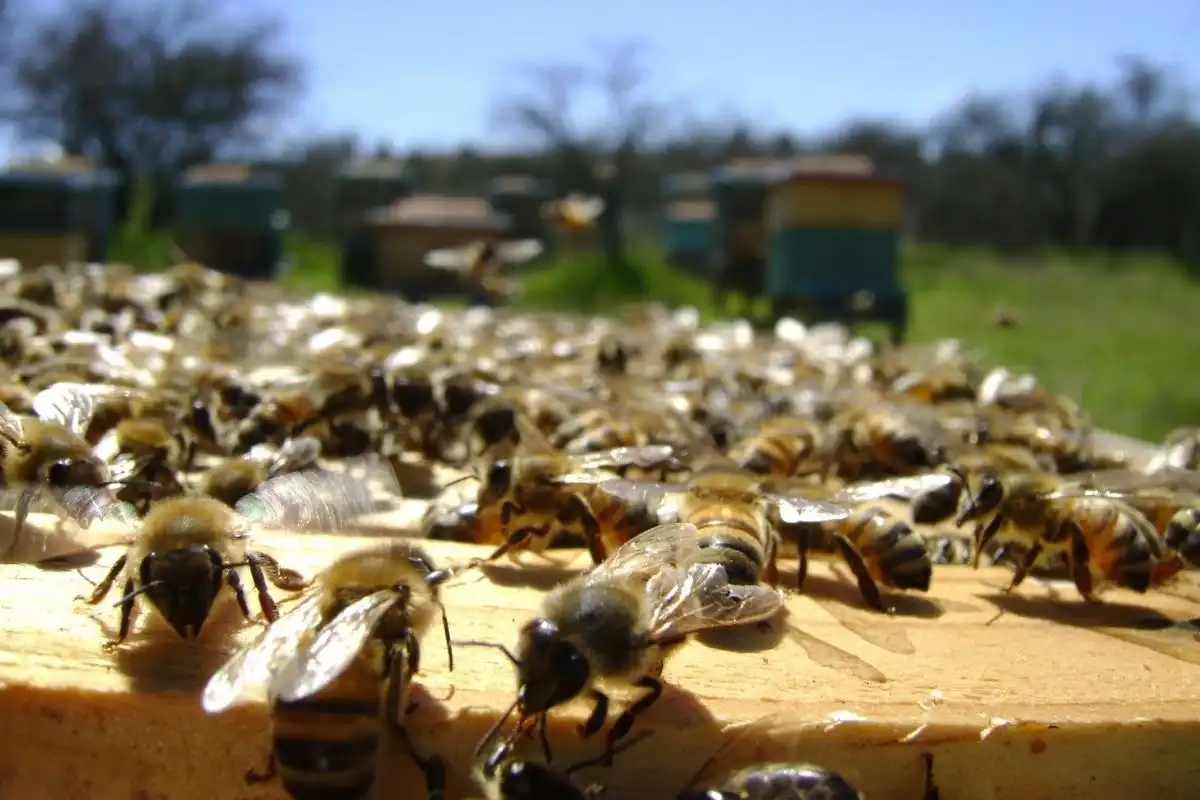 Apicultorii îi atenționează pe agricultori să-i anunțe când aplică produsele fitosanitare