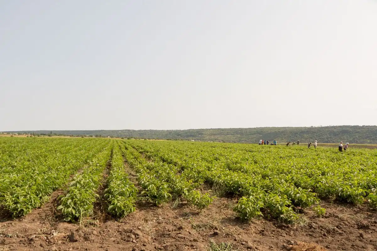 Turcia oferă teren agricol gratuit pentru cultivarea cerealelor, a plantelor leguminoase și oleaginoase