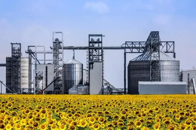 Strategie Grains понизил прогноз производства масличных в ЕС в 2020/21 МГ