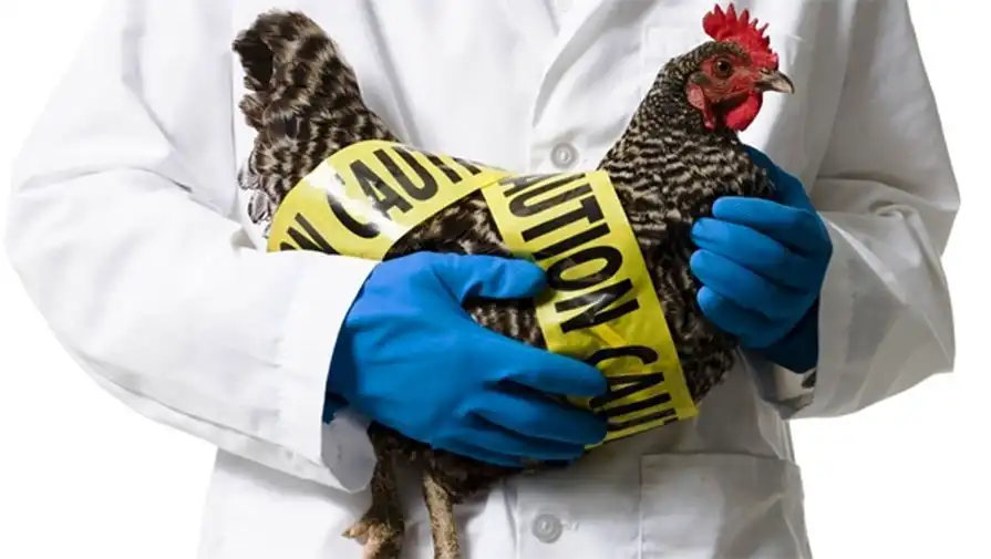 Венгрия: очаги птичьего гриппа A (H5N8) выявлены более чем на 60 фермах