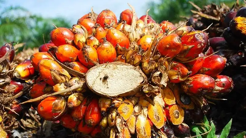 Спрос на пальмовое масло в мире сократился на 25% из-за коронавируса