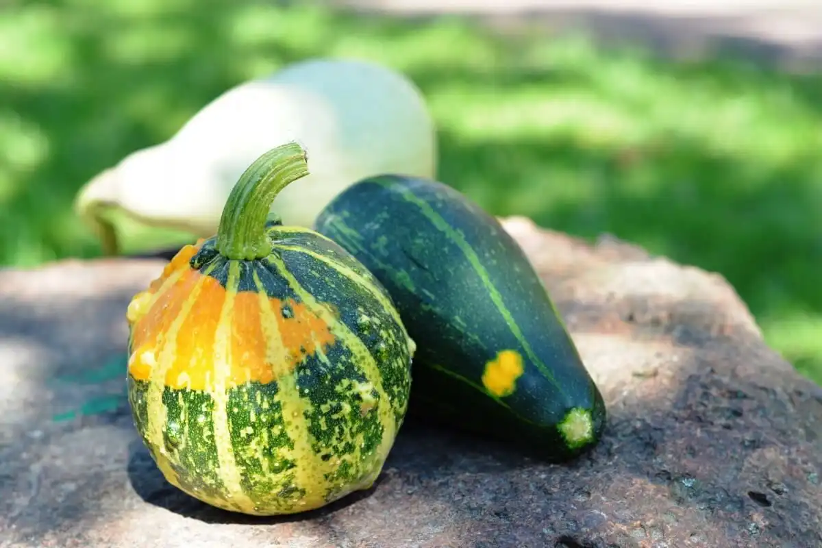 Variante tehnologice de cultivare a dovlecelului