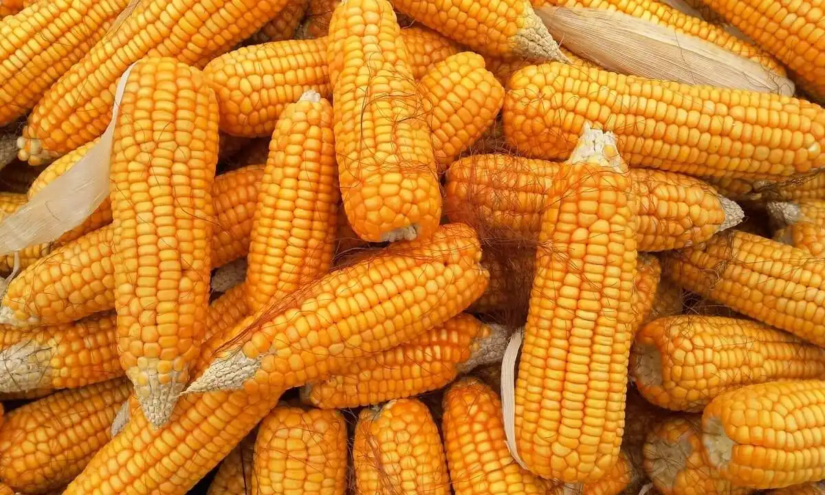 Ministrul Agriculturii: Guvernul își propune ca România să devină „hambarul Europei”