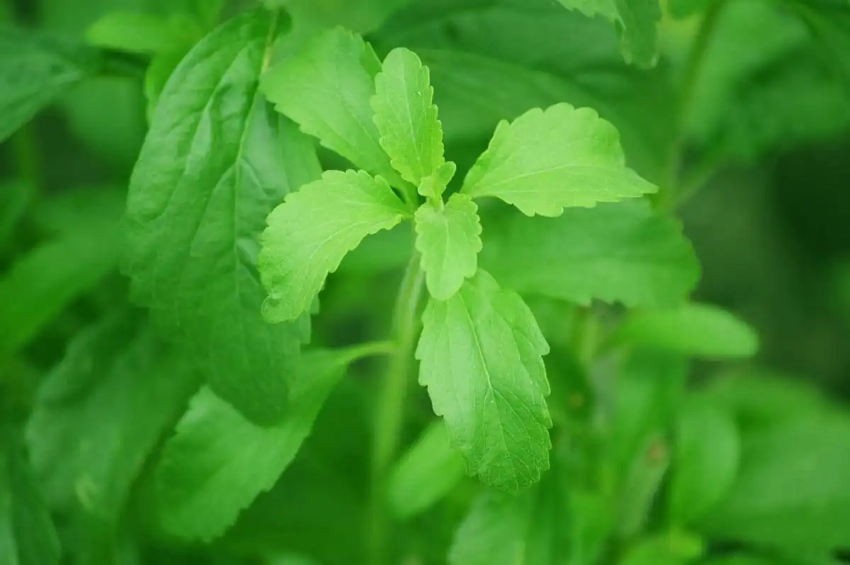 Ștevia dulce, un îndulcitor natural cu proprietăţi speciale