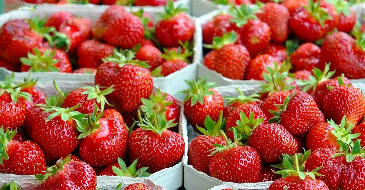 Кризис не коснулся рынка земляники в Нидерландах
