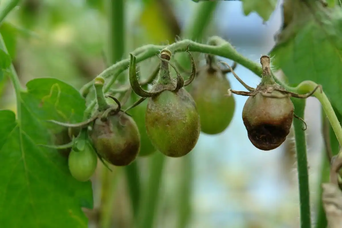 ANSA atrage atenția la dezvoltarea şi infectarea tomatelor de Mană