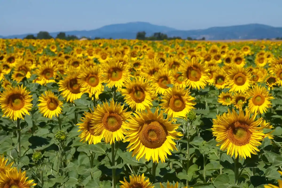Prognoza meteo pentru astăzi: Cer variabil și maxime de până la +30 de grade Celsius