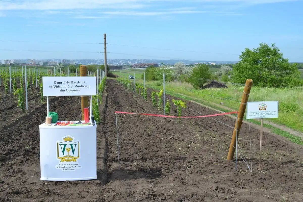 La Centrul de Excelență în Viticultură și Vinificație din Chișinău a fost inaugurat un nou lot demonstrativ de viță de vie