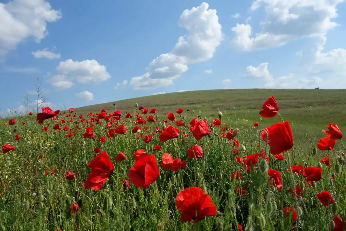 Vreme caldă, cu maxime de +32°C prognozează meteorologii. De săptămâna viitoare revin ploile