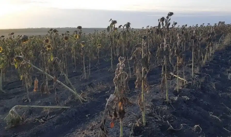 В Гагаузии высыхают поля подсолнечника