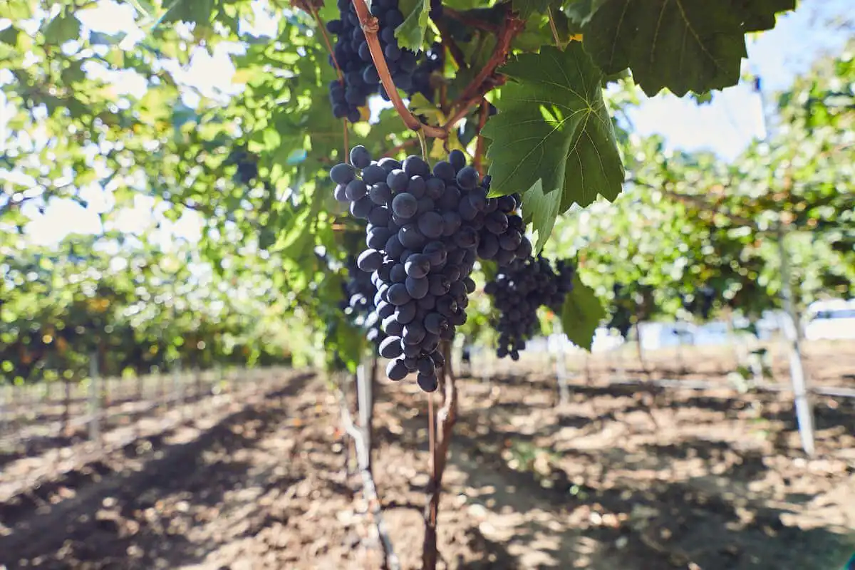 Ședința Consiliului pe filiera de produse ”Struguri, vin, produse pe bază de vin şi produse procesate”