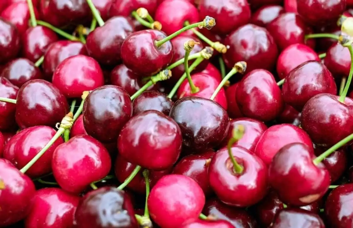 La Soroca a fost dat startul exportului de fructe