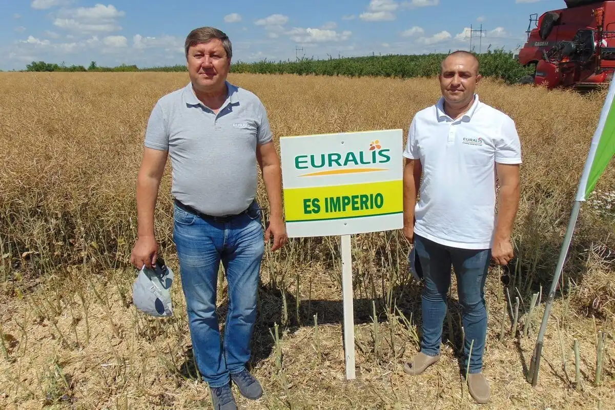 Hibrizii de rapiță de toamnă EURALIS: Performanță, stabilitate și profitabilitate