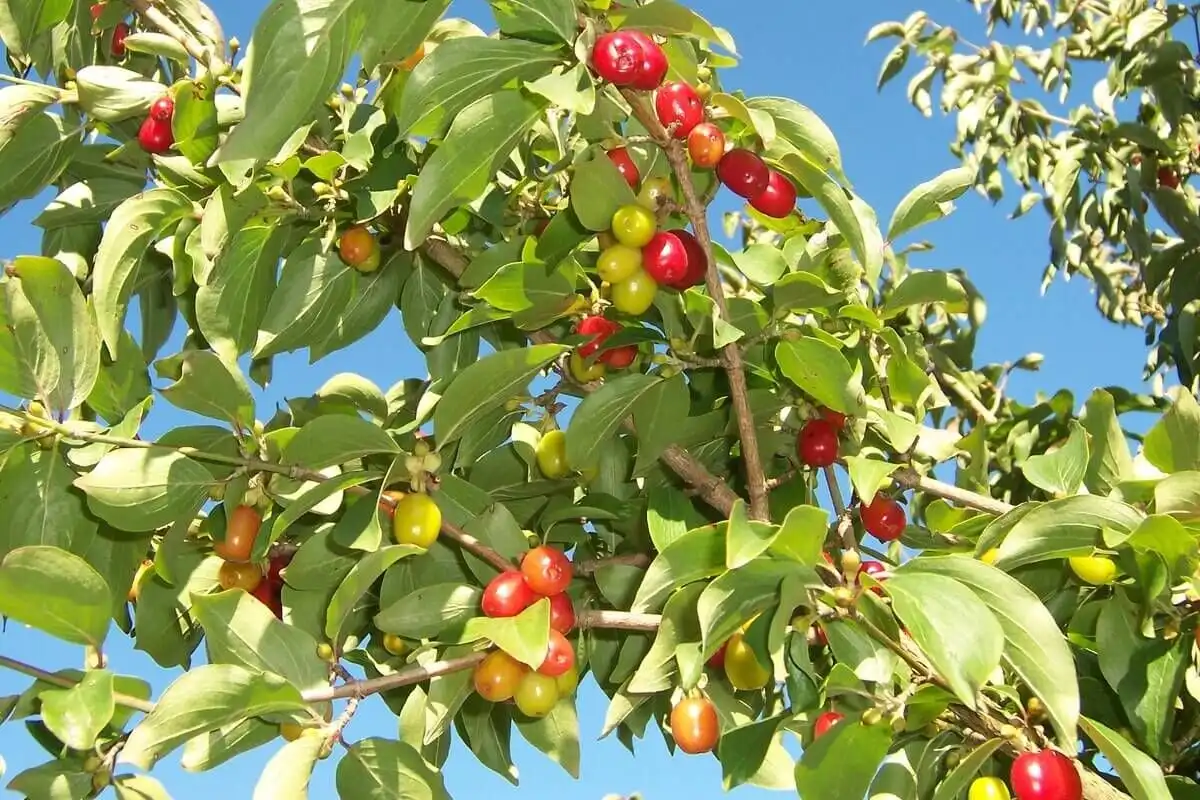Coarnele, mai scumpe în acest an. Cât costă un kilogram de fructe