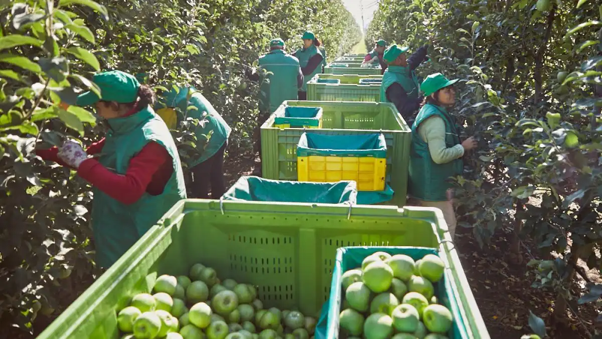 În sectorul horticol, necesarul de forță de muncă este acoperit de doar 13%