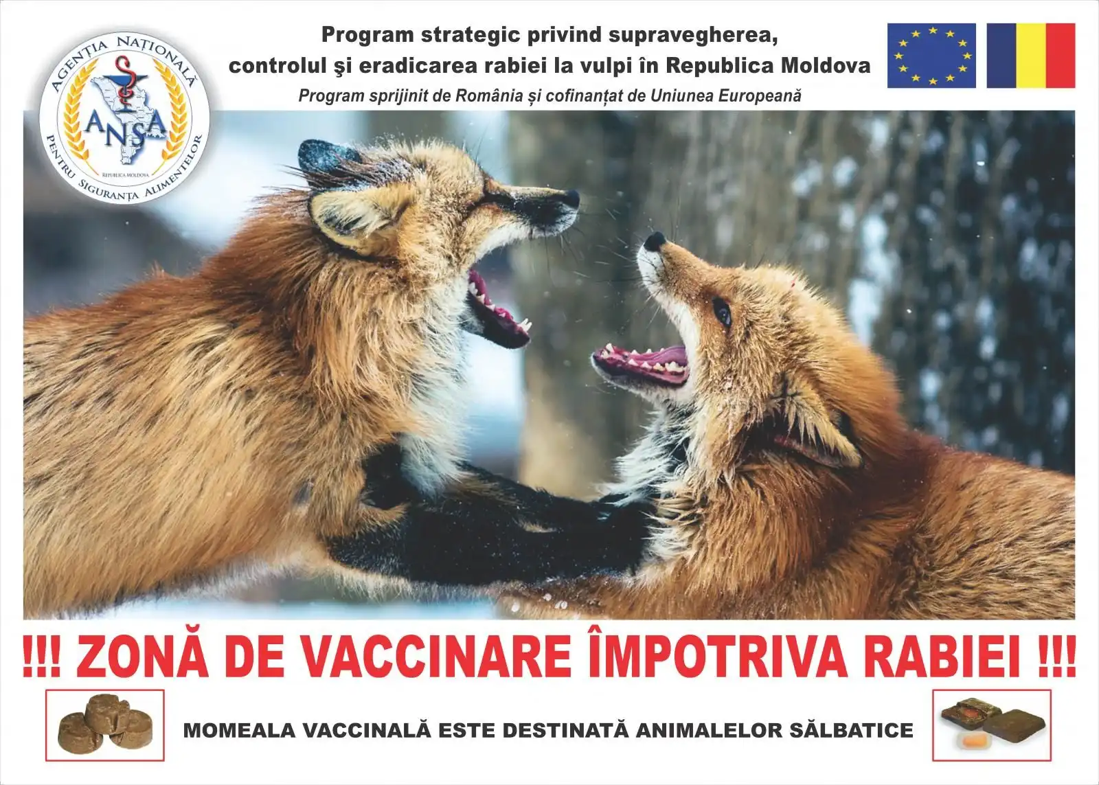 ANSA в ноябре проведёт вторую кампанию по вакцинации против бешенства