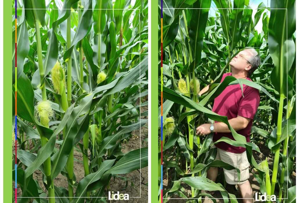 KAMPONI CS - hibrid de porumb cu FAO 330 în ferma 