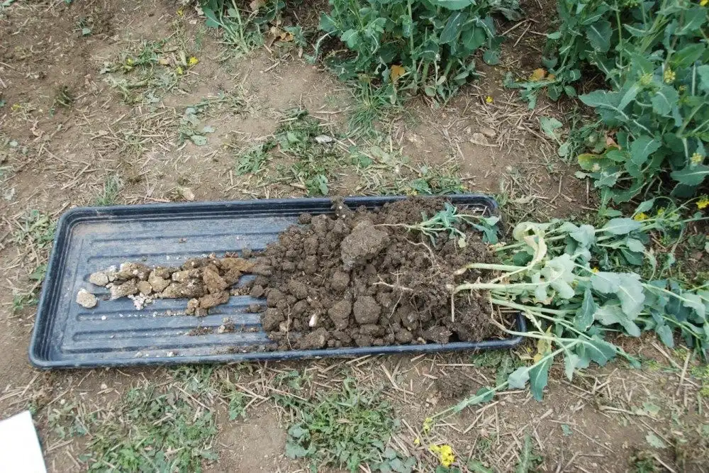 Грунт с фермы Claydon