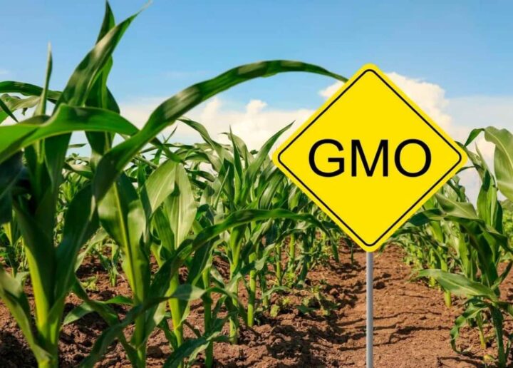UE a autorizat utilizarea soiei și porumbului modificate genetic în furaje și produse alimentare