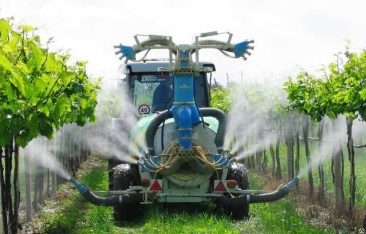 Franța a autorizat fermierii să utilizeze insecticide interzise