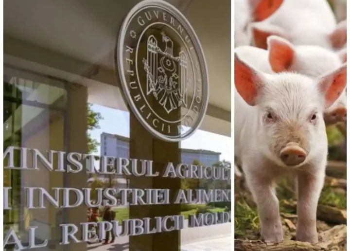 Reacția MAIA după acuzațiile aduse de crescătorii de porci