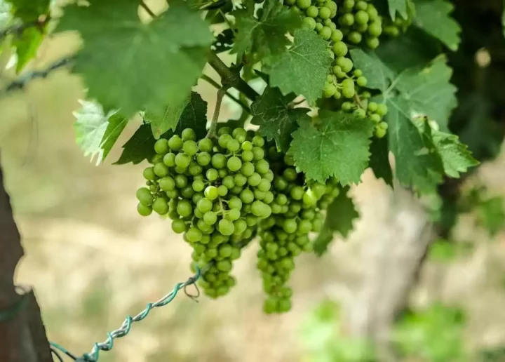 Doi factori fitosanitari amenință plantațiile viticole din sud