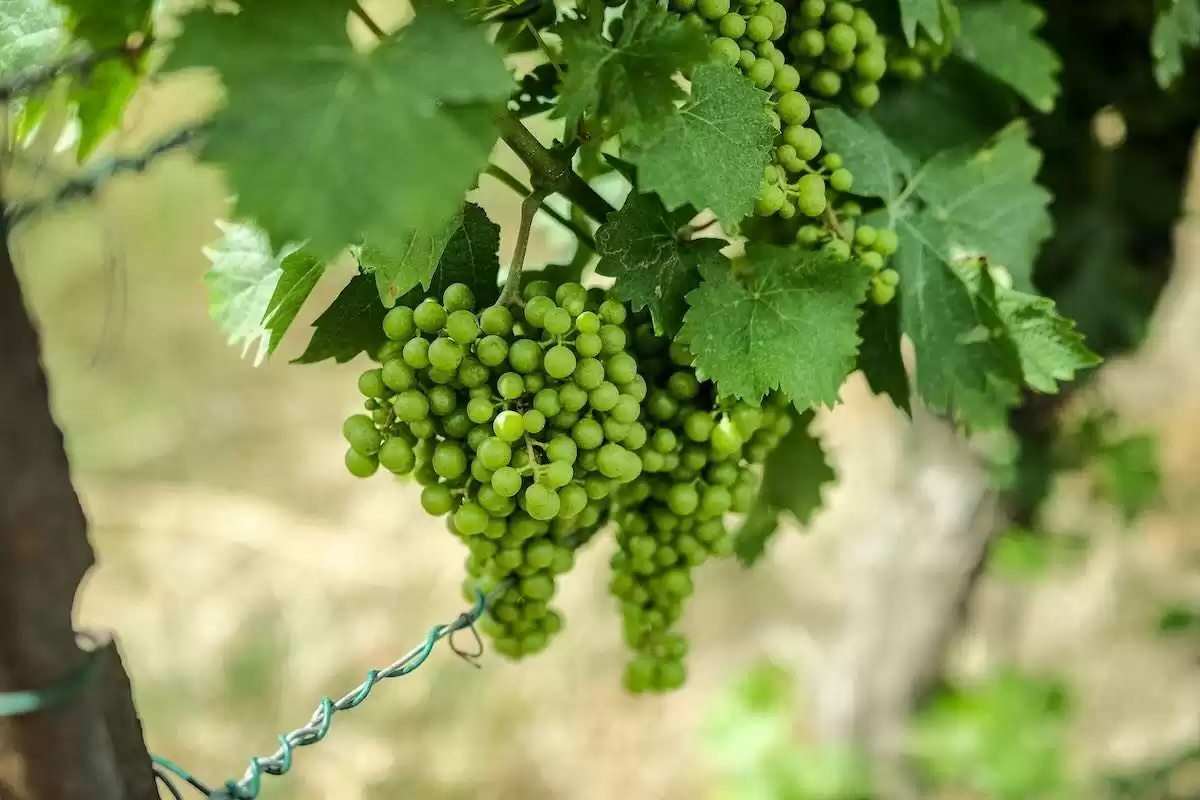 Doi factori fitosanitari amenință plantațiile viticole din sud