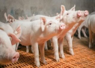 În Ungaria s-a înregistrat, pentru prima dată în ultimii opt ani, un focar de pestă porcină africană
