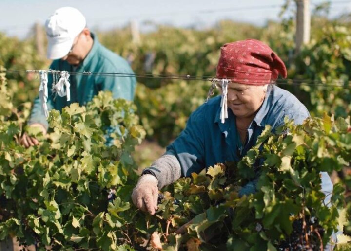 Muncitori străini în agricultură. Ce spun autoritățile