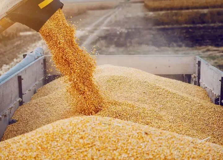 Moldova, fără licență la importul de cereale: Există riscuri dinspre Ucraina?
