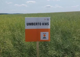 Гибриды рапса KWS, доказавшие свою эффективность в любых регионах, обеспечивают превосходные урожаи — до 5,6 т/га