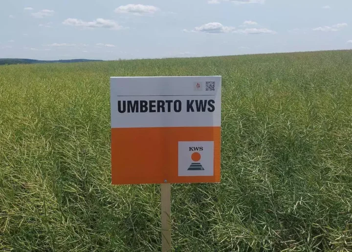 Гибриды рапса KWS, доказавшие свою эффективность в любых регионах, обеспечивают превосходные урожаи — до 5,6 т/га