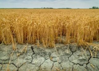 Metode eficiente de îmbunătățire a rezistenței culturilor agricole la secetă