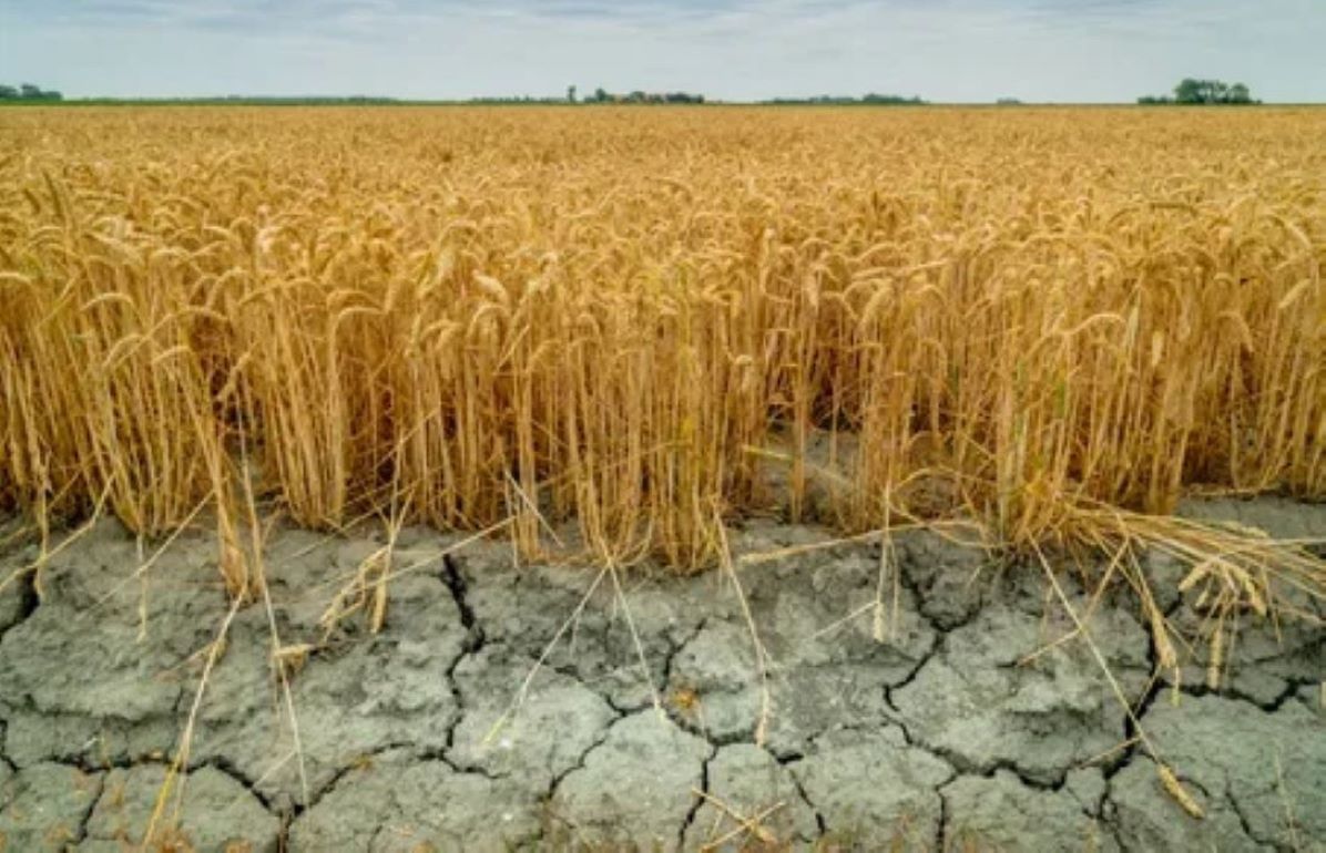 Metode eficiente de îmbunătățire a rezistenței culturilor agricole la secetă