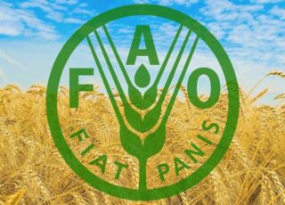 FAO: в июле цены на пшеницу выросли на 6% по сравнению с июнем