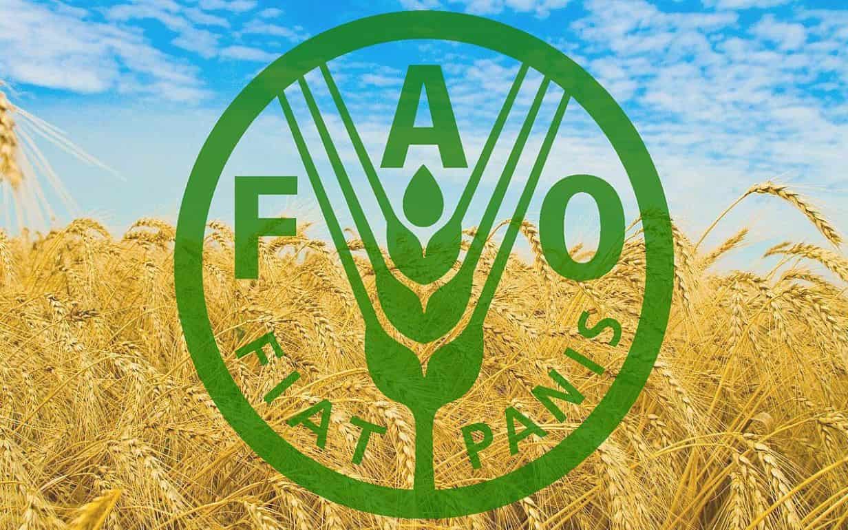 FAO: в июле цены на пшеницу выросли на 6% по сравнению с июнем