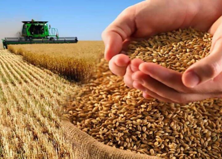 Producția mondială de grâu va scădea cu 24 de milioane de tone: prognoză
